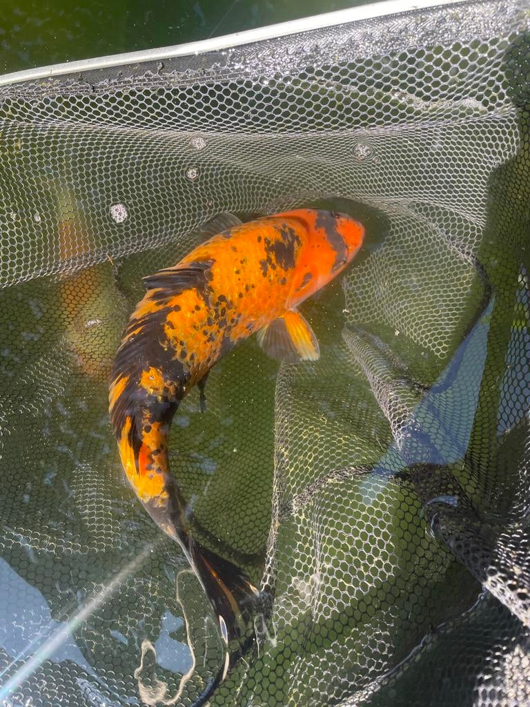 Ginrin Hi utsuri, japanse koi, Dieren en Toebehoren, Vissen | Vijvervissen, Karper of Koi
