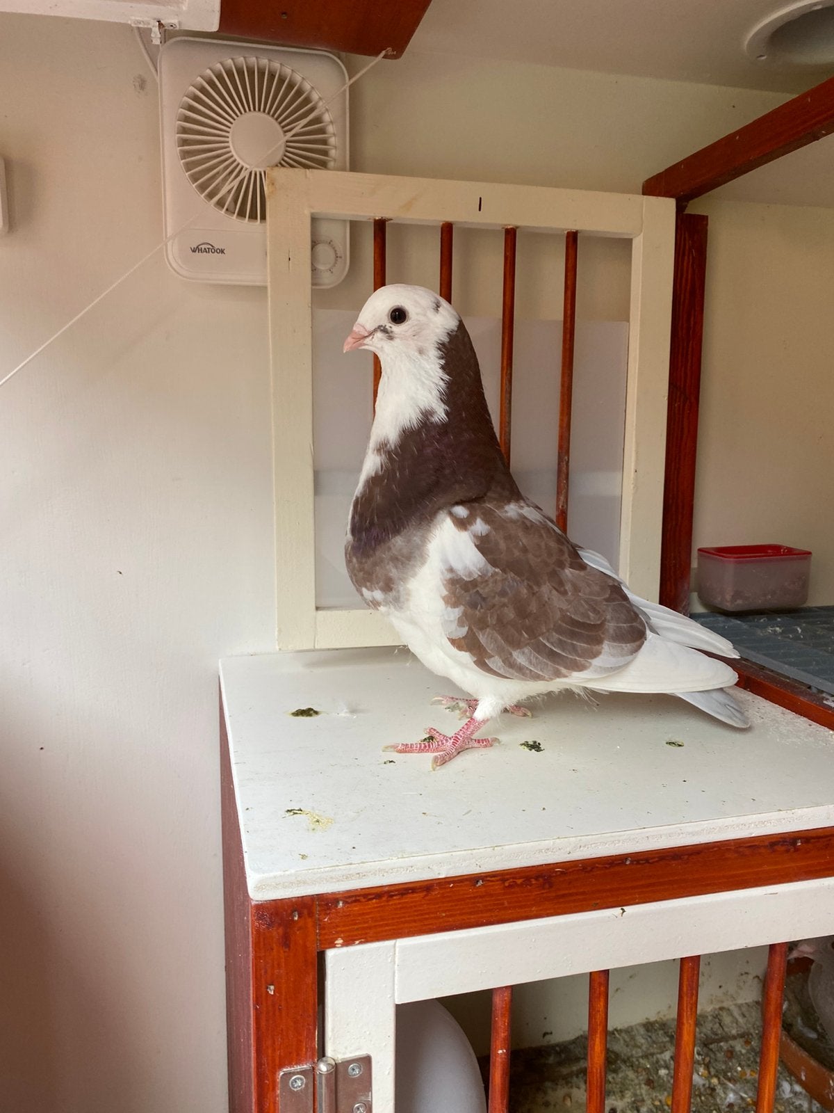 Jonge rood-bonte jonge doffer, Dieren en Toebehoren, Vogels | Duiven, Mannelijk