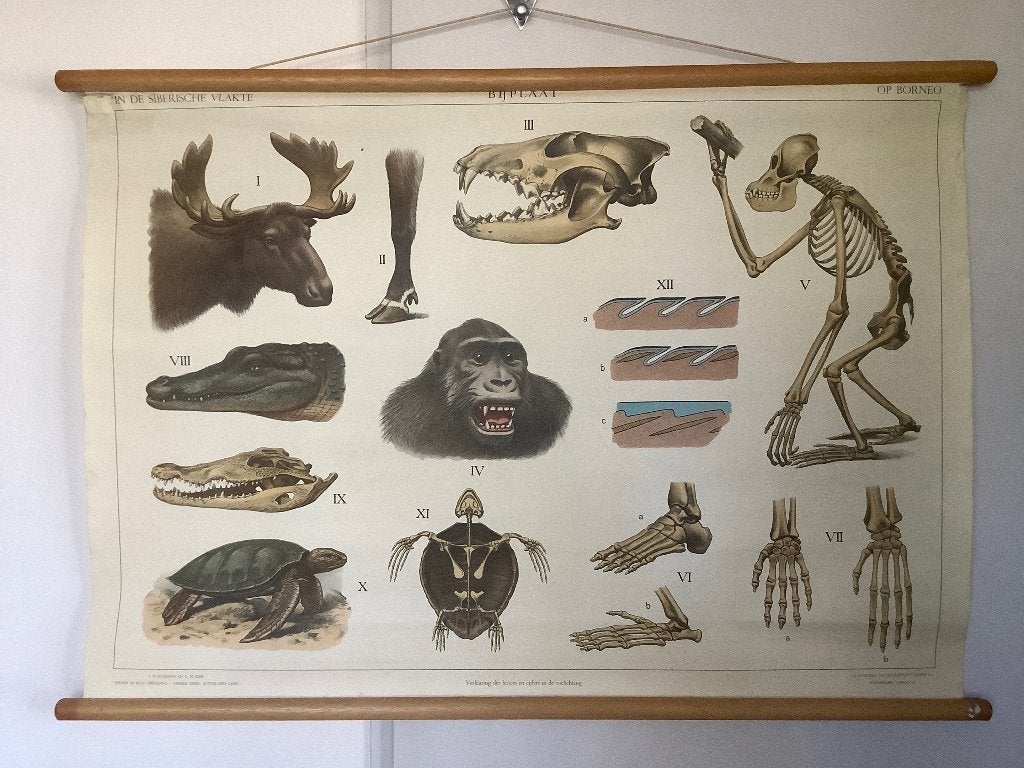Schoolplaat Boermans & Knip Dieren Borneo Wolters 100x70 cm, Ophalen, Natuur en Biologie