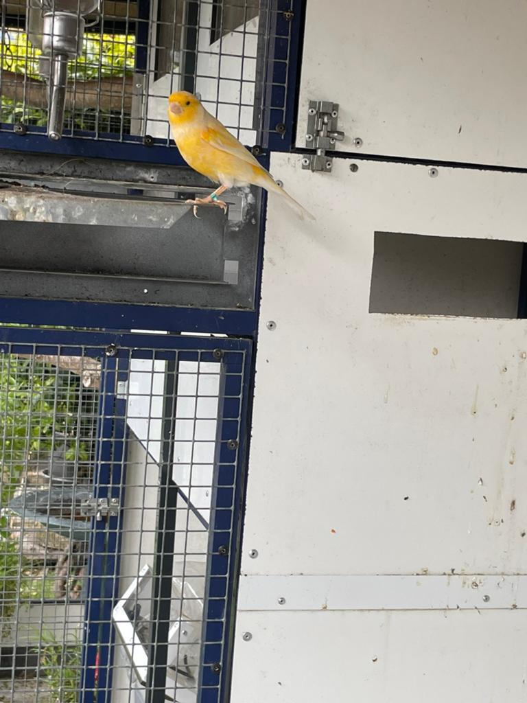 Kanarie man zoekt nieuwe voliere, Dieren en Toebehoren, Vogels | Kanaries, Mannelijk, Kleurkanarie