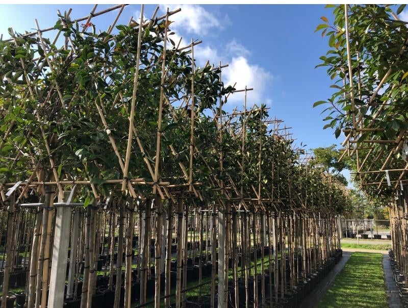 Lei photinia s 200 cm stam leirek 150x120 cm