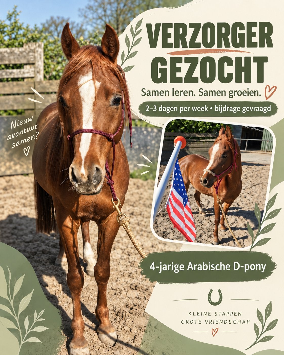 Verzorger (lease) gezocht voor Magic, Ophalen, Nieuw, Dressuur