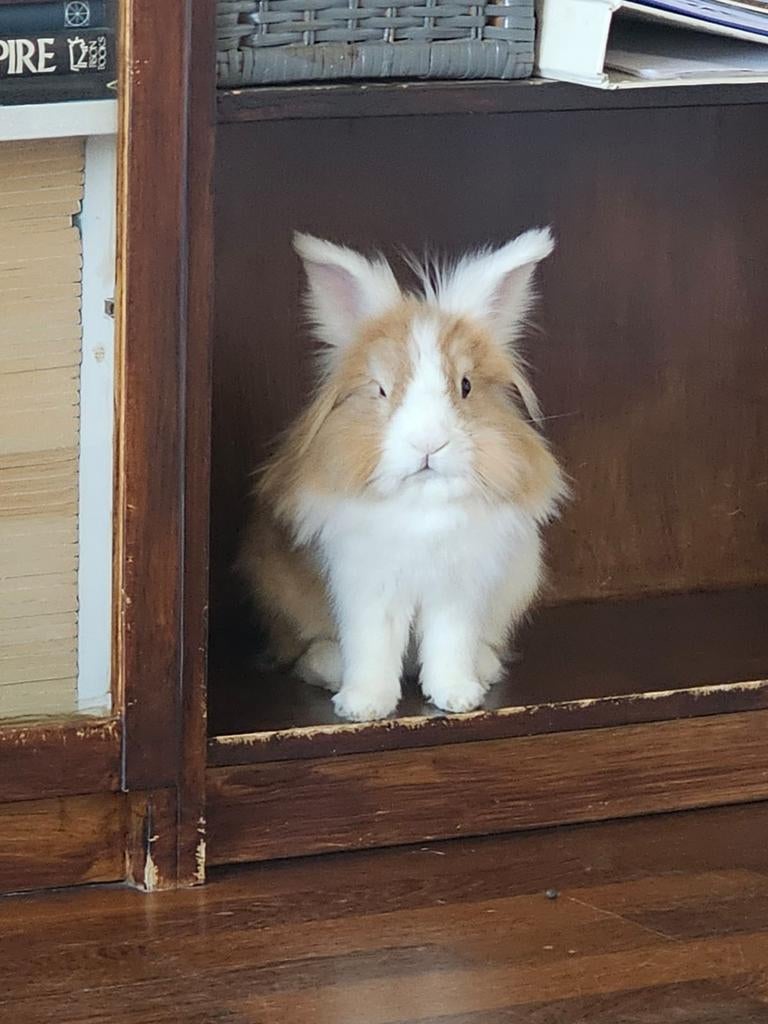 Baasje gezocht voor 2 lieve konijntjes, samen met mooie ren, Dieren en Toebehoren, Konijnen, Meerdere dieren, 3 tot 5 jaar