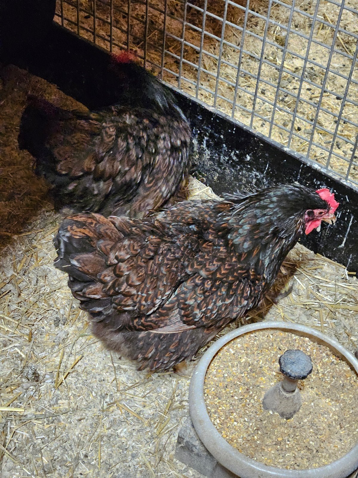 Tekoop mooie dubbel gezoomde Barneveldse kippen, Vrouwelijk, Kip