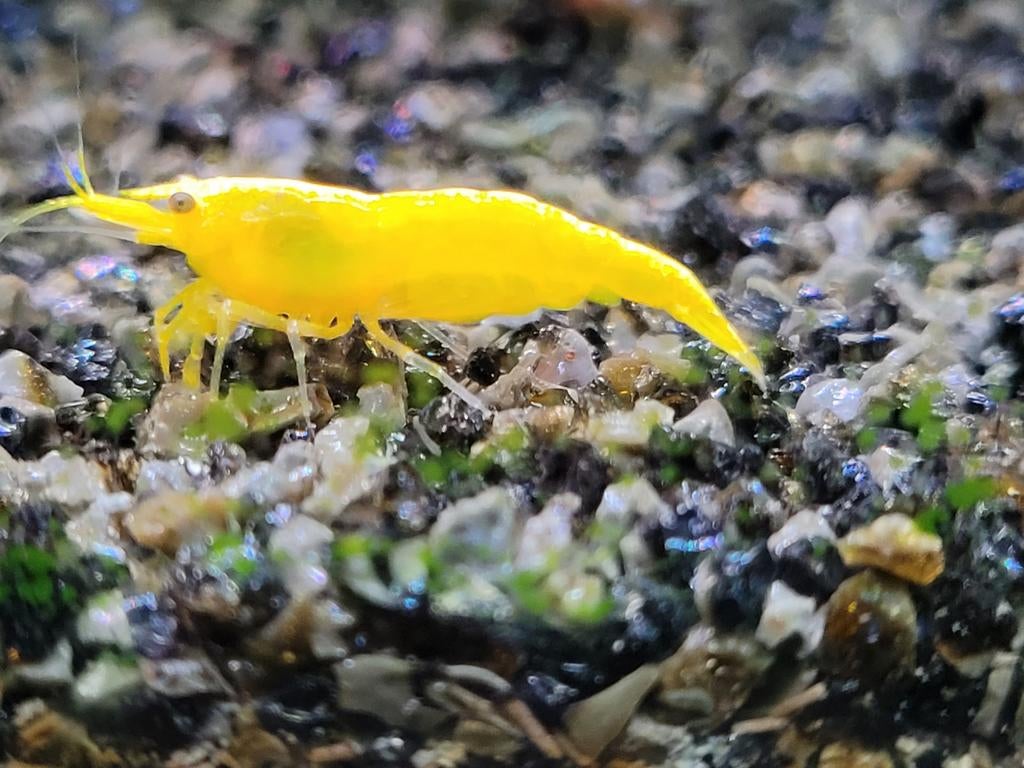 Citroen garnalen gele garnalen, Kreeft, Krab of Garnaal, Zoetwatervis