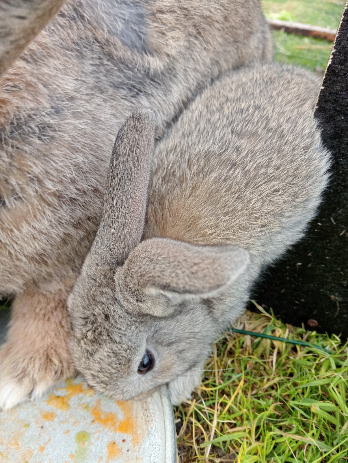 Jonge konijntjes Vlaamse Reus, Dieren en Toebehoren, Konijnen, Meerdere dieren, Groot