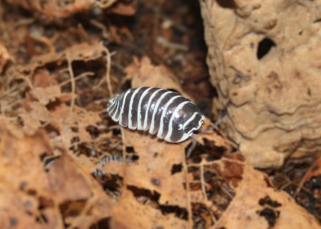 Pissebedden!, Dieren en Toebehoren, Insecten en Spinnen, Overige soorten