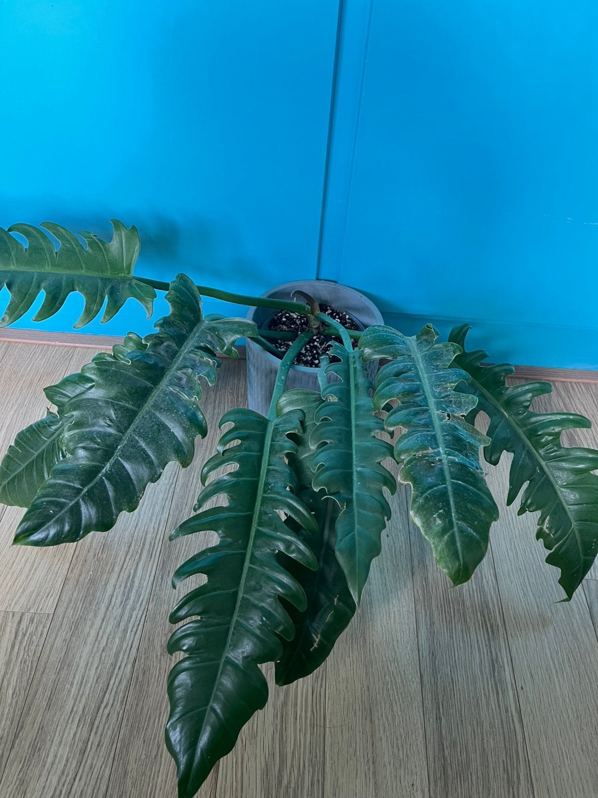 Philodendron narrow (escape) groot met lange bladeren, Ophalen, Overige soorten, Halfschaduw, Minder dan 100 cm