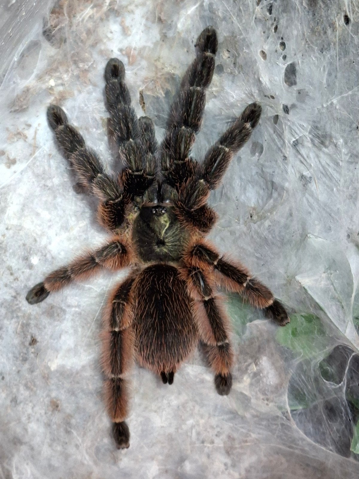 Psalmopoeus victori, Dieren en Toebehoren