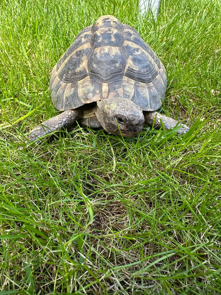 Landschildpad, Schildpad, Tam, 11 jaar of ouder
