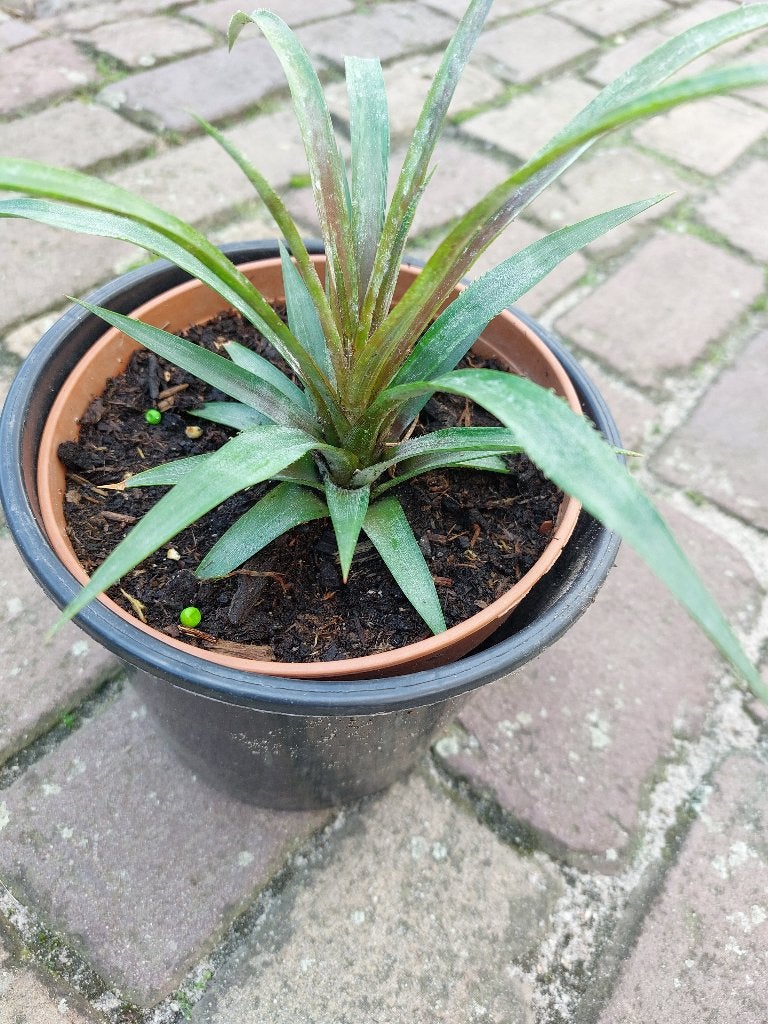 Ananasplant in pot, Overige soorten, Ophalen of Verzenden, In pot, Minder dan 100 cm