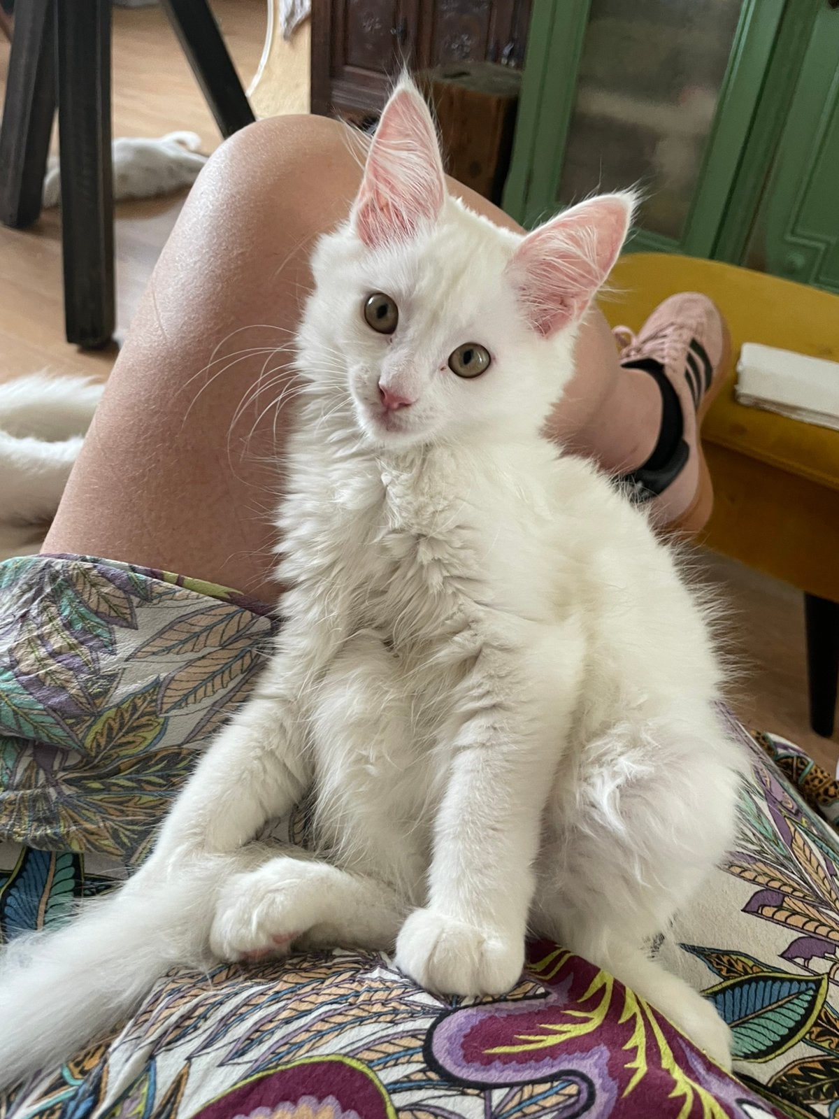 Kittens main coon wit, Dieren en Toebehoren, Meerdere dieren, Ontwormd, 0 tot 2 jaar