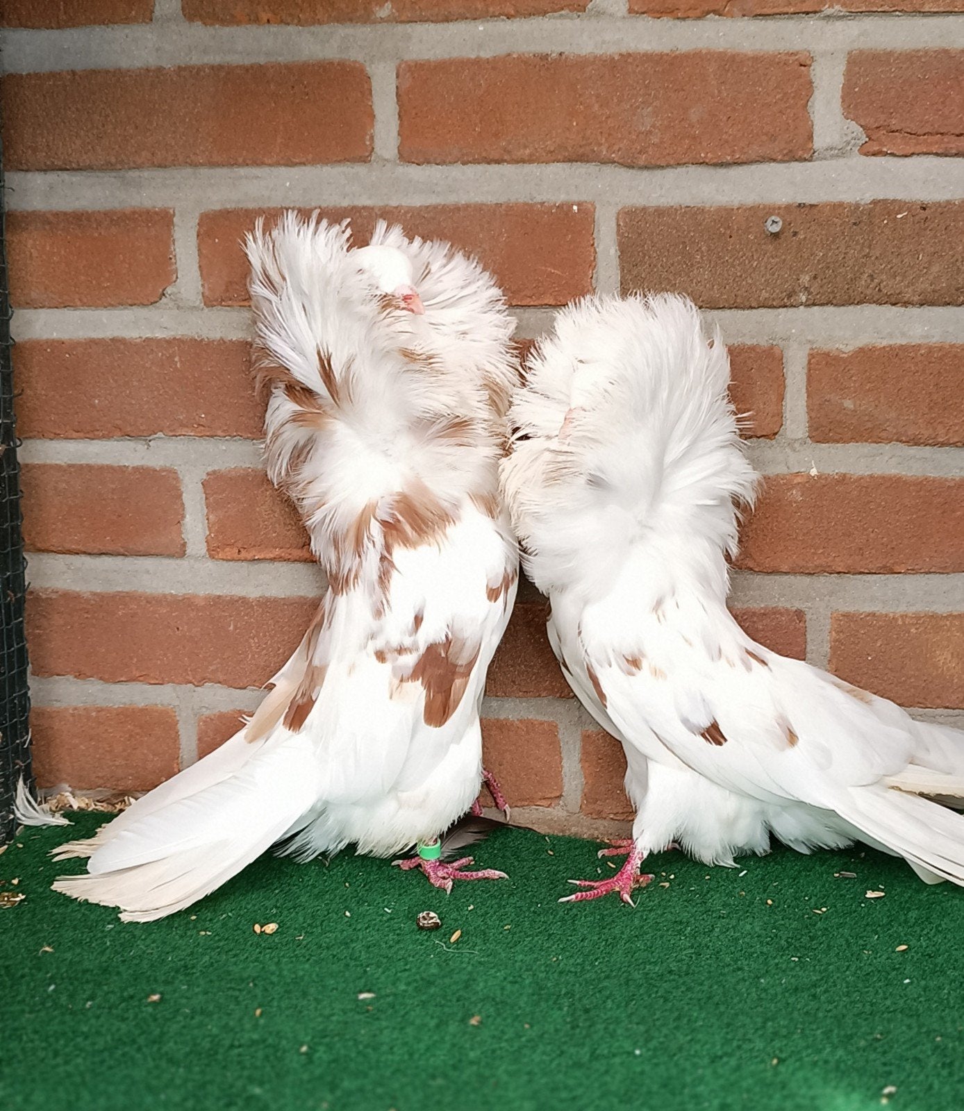 Raadsheren duiven, Dieren en Toebehoren, Meerdere dieren, Overige soorten