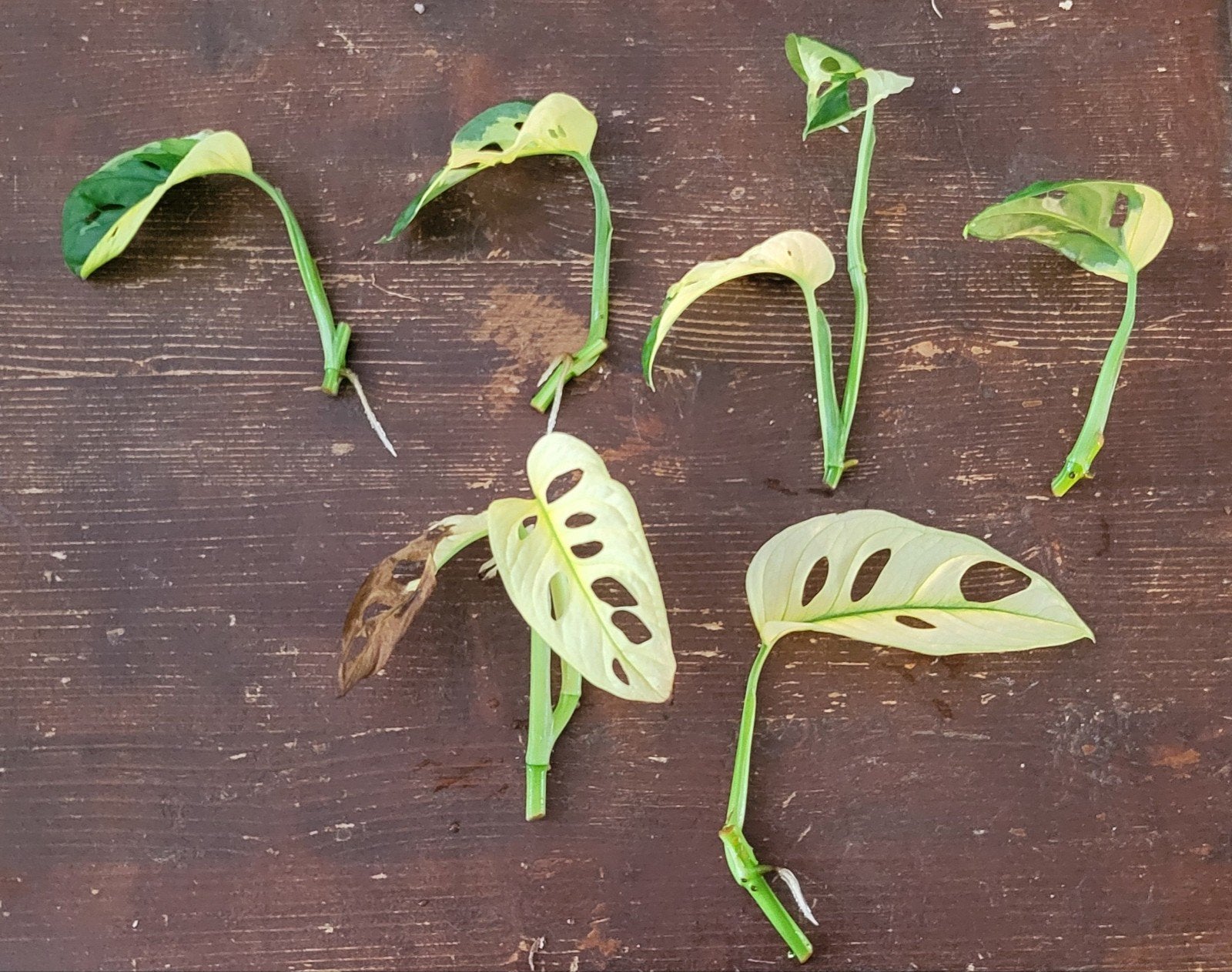Monstera Monkey Mask Variegata stekjes, Ophalen of Verzenden, Halfschaduw, Minder dan 100 cm