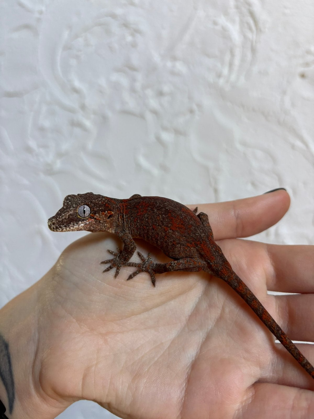 Rode gargoyle vrouw, Hagedis, Tam, 0 tot 2 jaar