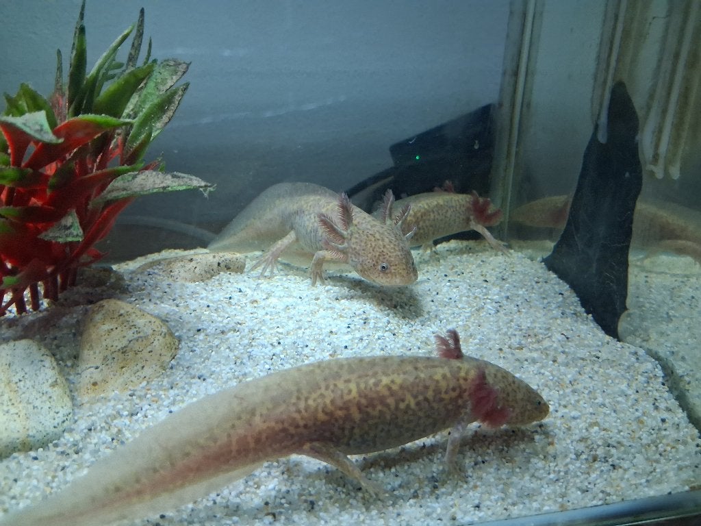 Axolotls, Dieren en Toebehoren, Vis