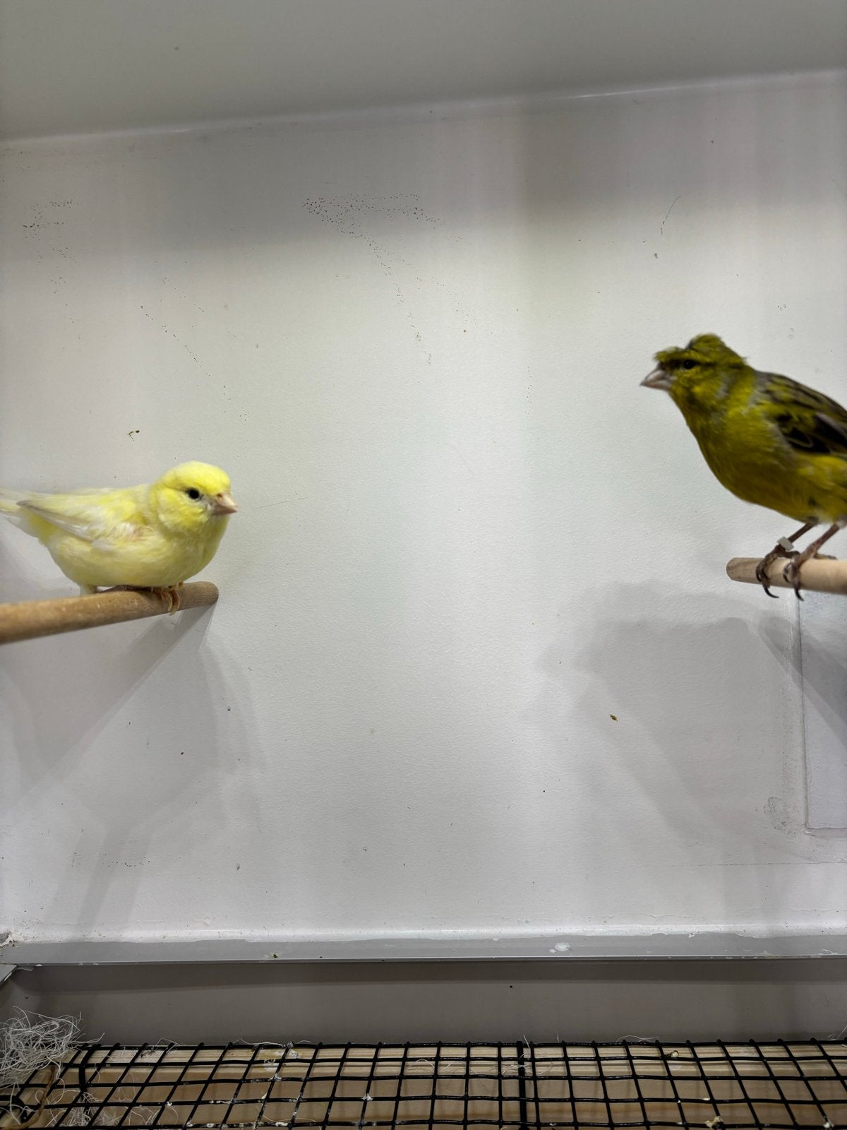 Koppel kanaries, Dieren en Toebehoren, Vogels | Kanaries, Meerdere dieren, Kleurkanarie
