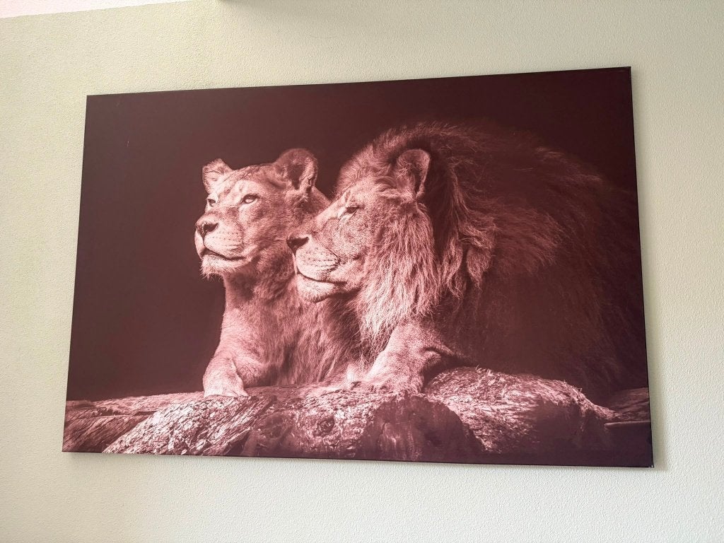 Leeuwen Schilderij / 100x150 cm, Ophalen
