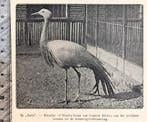 Artis 1918; afrikaanse paradijs- of stanley-kraanvogel, Verzenden, Voor 1940, Gebruikt, Dier