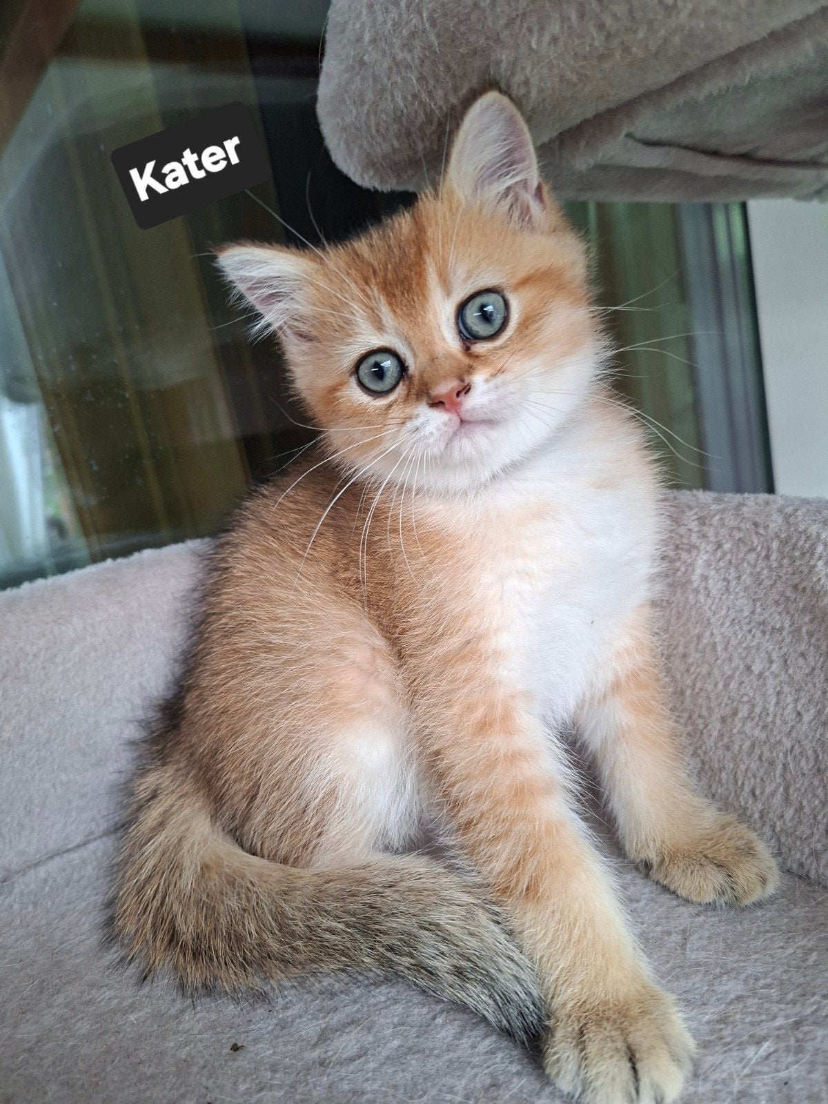 Britse Korthaar Golden kittens, Kater, Ontwormd, 0 tot 2 jaar