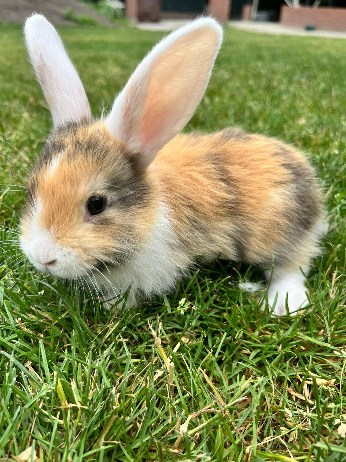 Mooie baby konijnen (vrouw), Dieren en Toebehoren, Konijnen, Vrouwelijk