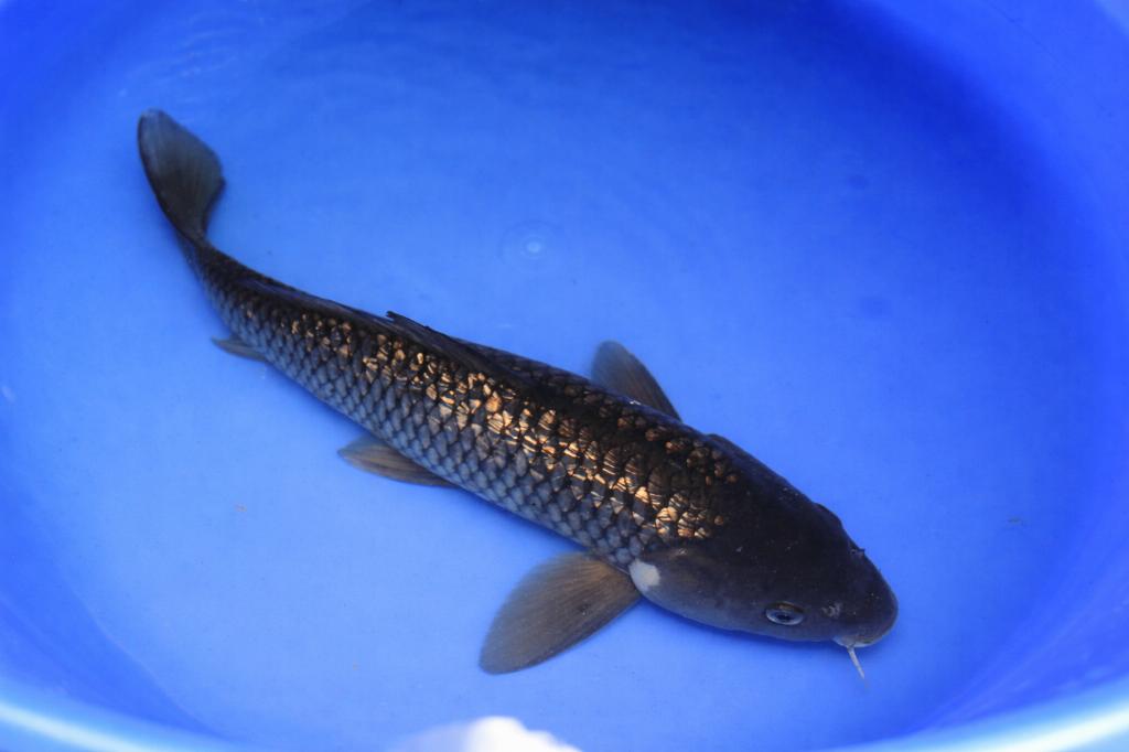 Ginrin Kawarigoi 40-46 cm Sansai Nagoshi, Karper of Koi