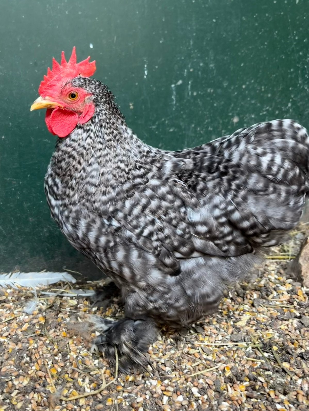 Micky, koekoek cochin kriel haan kuiken, Dieren en Toebehoren, Pluimvee, Mannelijk, Kip
