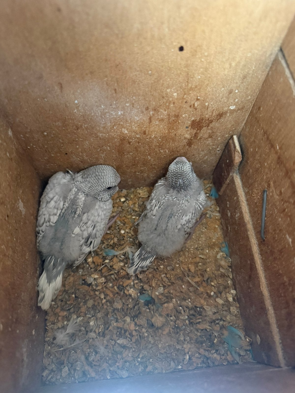 2 mooie jonge engelse kuifbroed, Meerdere dieren, Parkiet, Geringd