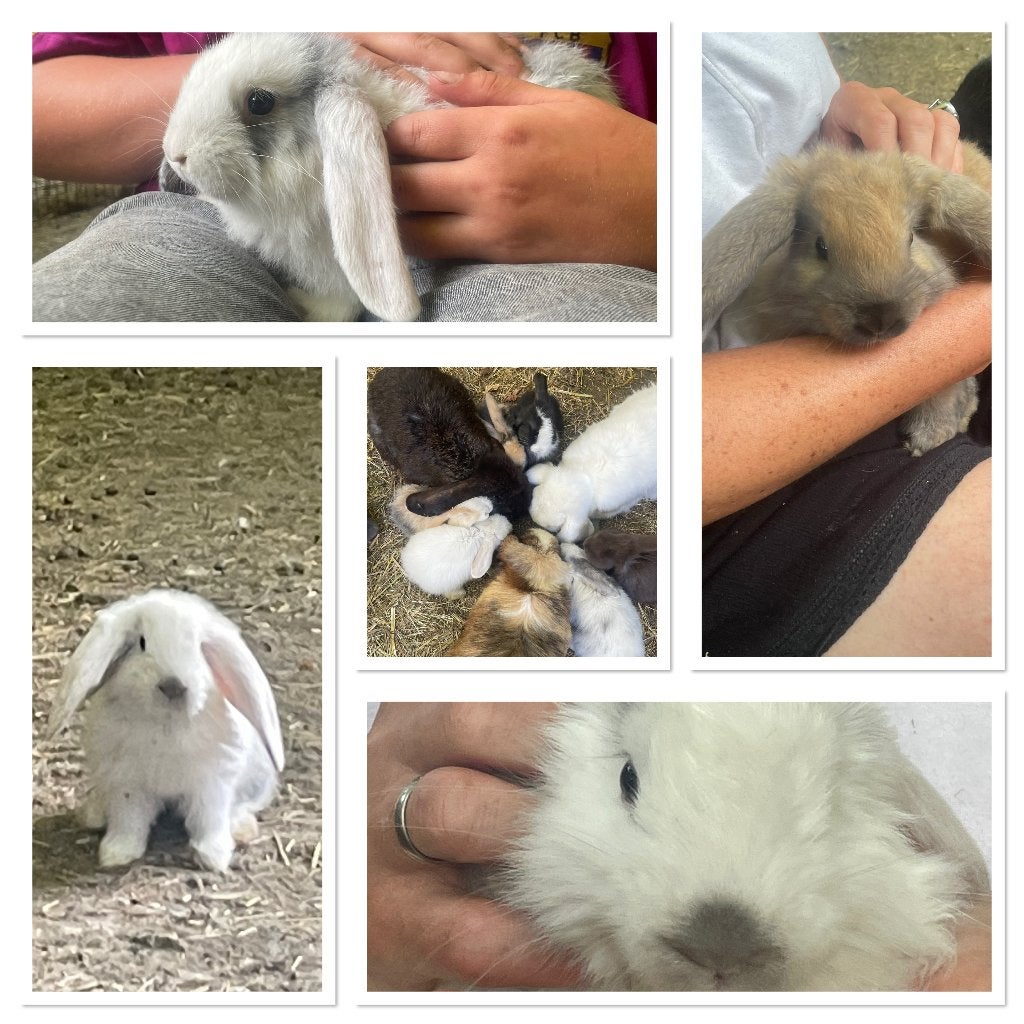 Nestje franse hangoren, Dieren en Toebehoren, Konijnen, Meerdere dieren, Groot, Hangoor, 0 tot 2 jaar