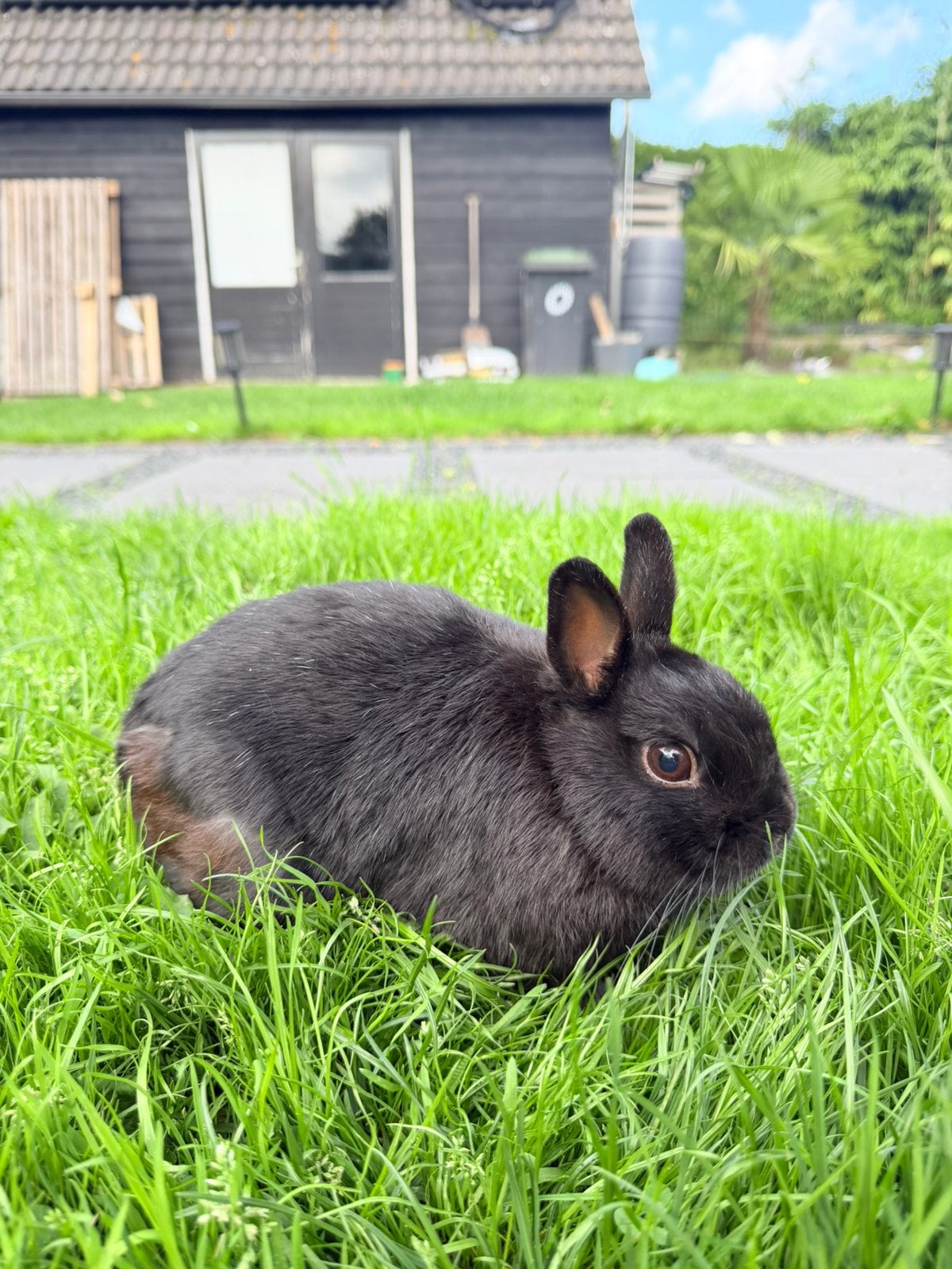 zwart dwergkonijn – 2,5 jaar, Meerdere dieren, Dwerg