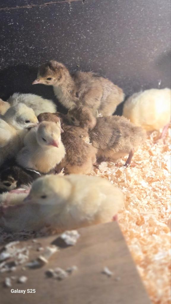 Kalkoen te koop, Dieren en Toebehoren, Meerdere dieren, Kalkoen