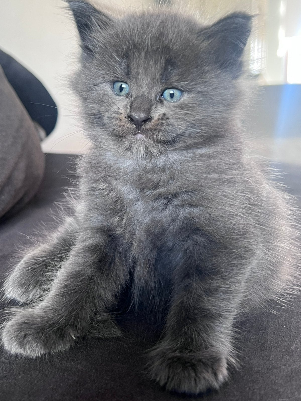 Maine coon kittens kater is in optie tot zaterdag, Meerdere dieren, Ontwormd, 0 tot 2 jaar