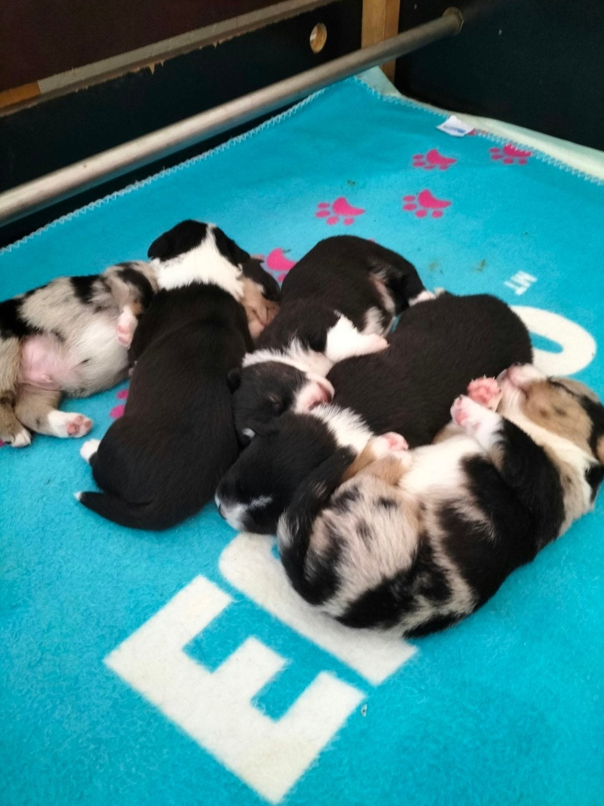 Welsh Corgi pups, 8 tot 15 weken, CDV (hondenziekte), Meerdere dieren, Eén hond