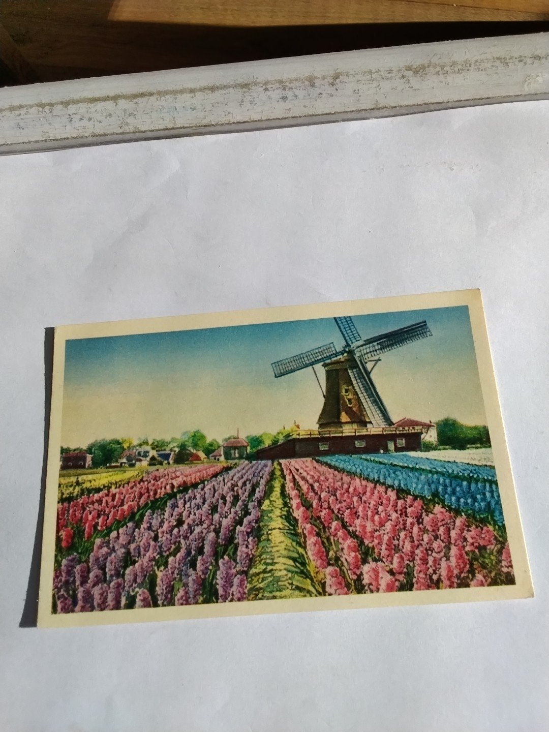 Oude Ansichtkaart: Hollandse Bloembollenvelden met Molen, Ophalen of Verzenden, 1920 tot 1940, Gelopen