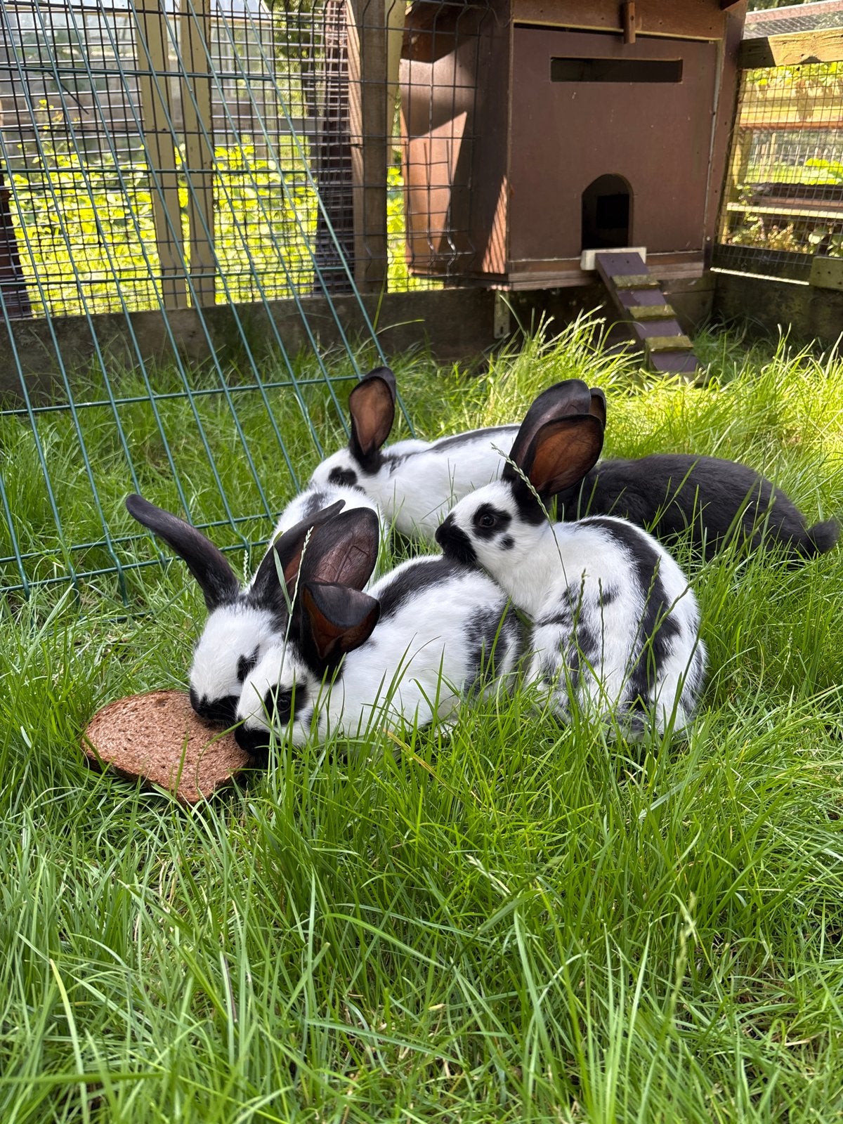Jonge konijnen te koop, April, Meerdere dieren, Overige typen