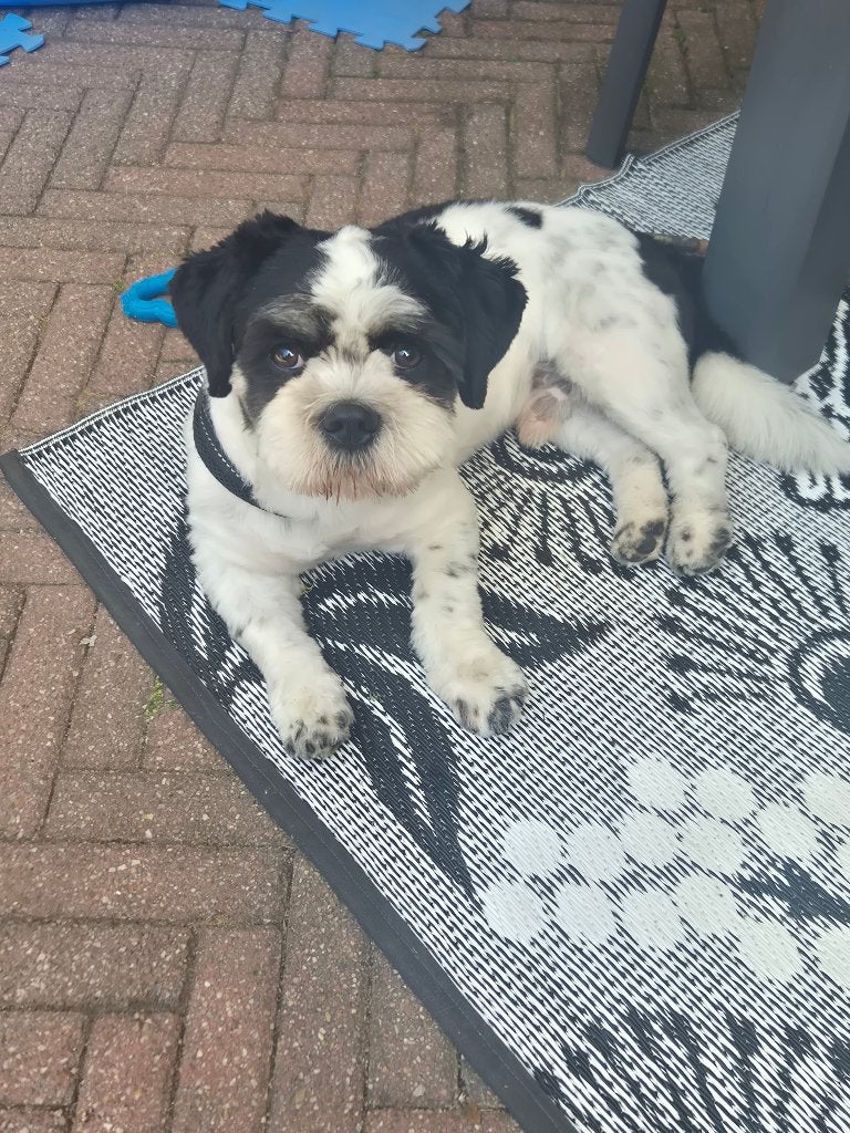 Boomer, Dieren en Toebehoren, Parvo, 15 weken tot 1 jaar, Reu, Eén hond