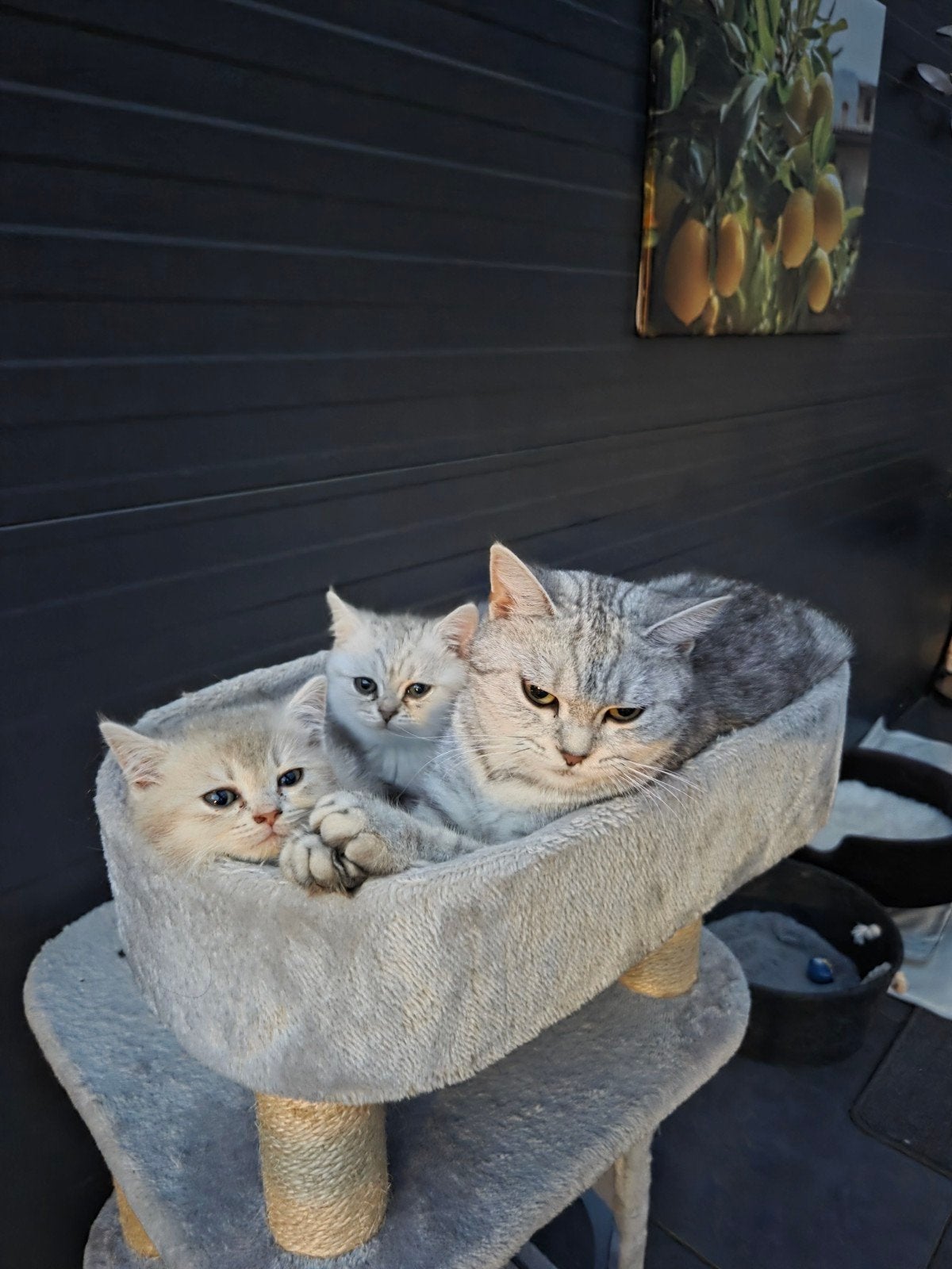 Britse korthaar kittens, Meerdere dieren, 0 tot 2 jaar