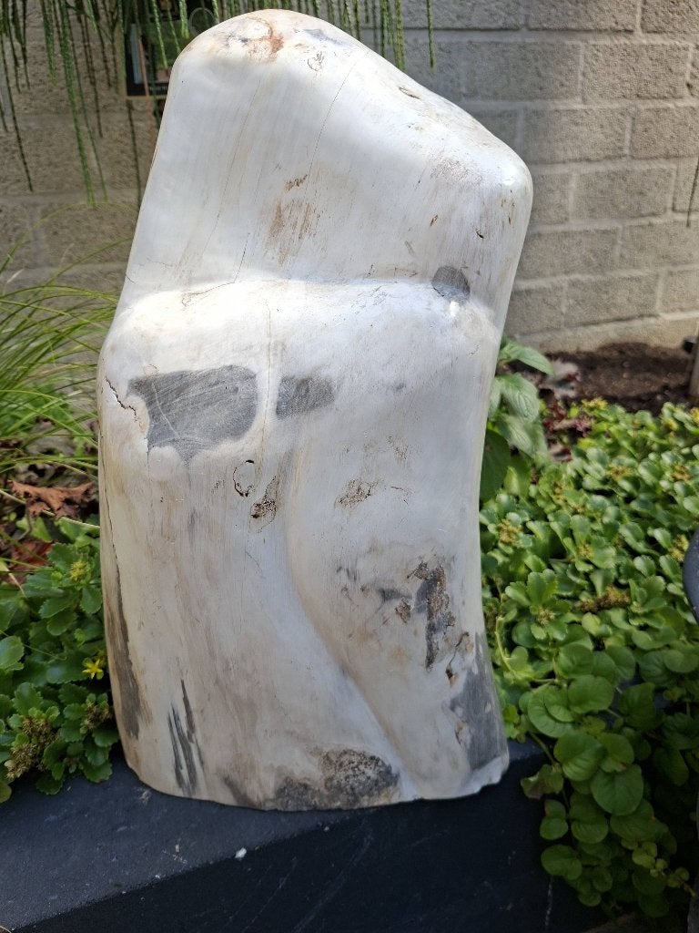 Versteend hout gepolijst, Ophalen of Verzenden, Mineraal