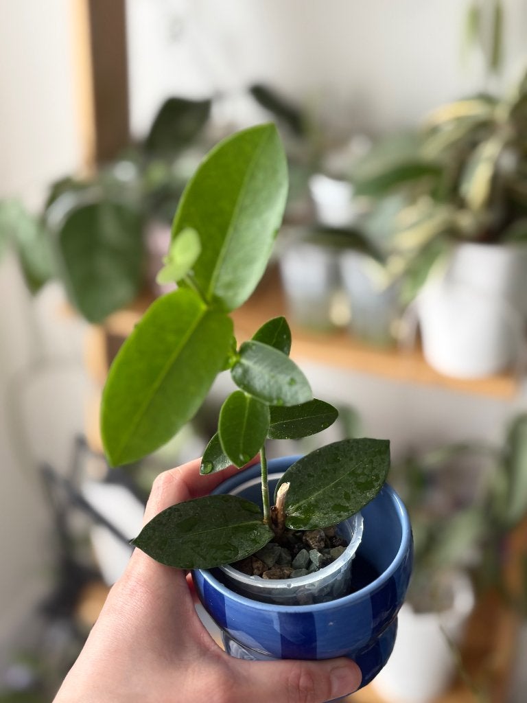 hoya densifolia, Huis en Inrichting, Kamerplanten, Minder dan 100 cm, Bloeiende kamerplant, Groenteplant, Halfschaduw