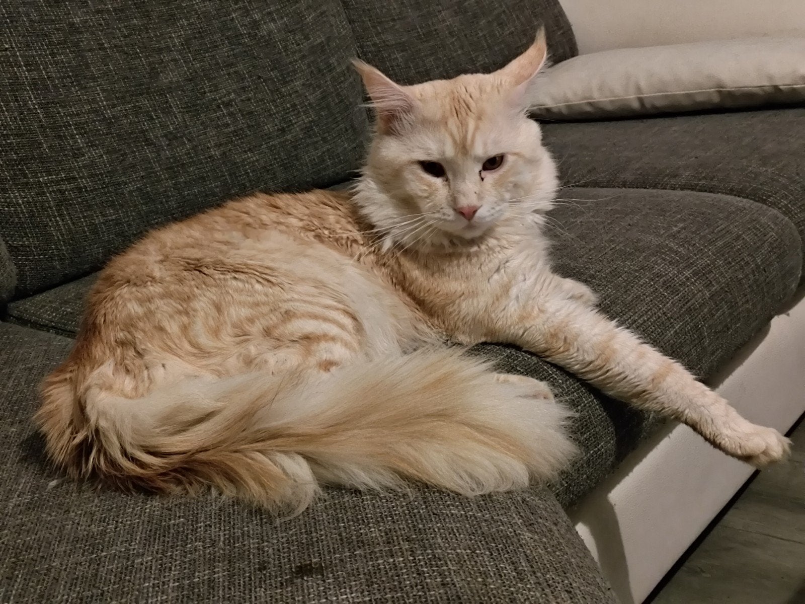 2 main coons katers te koop, Kater, Langharig, 0 tot 2 jaar