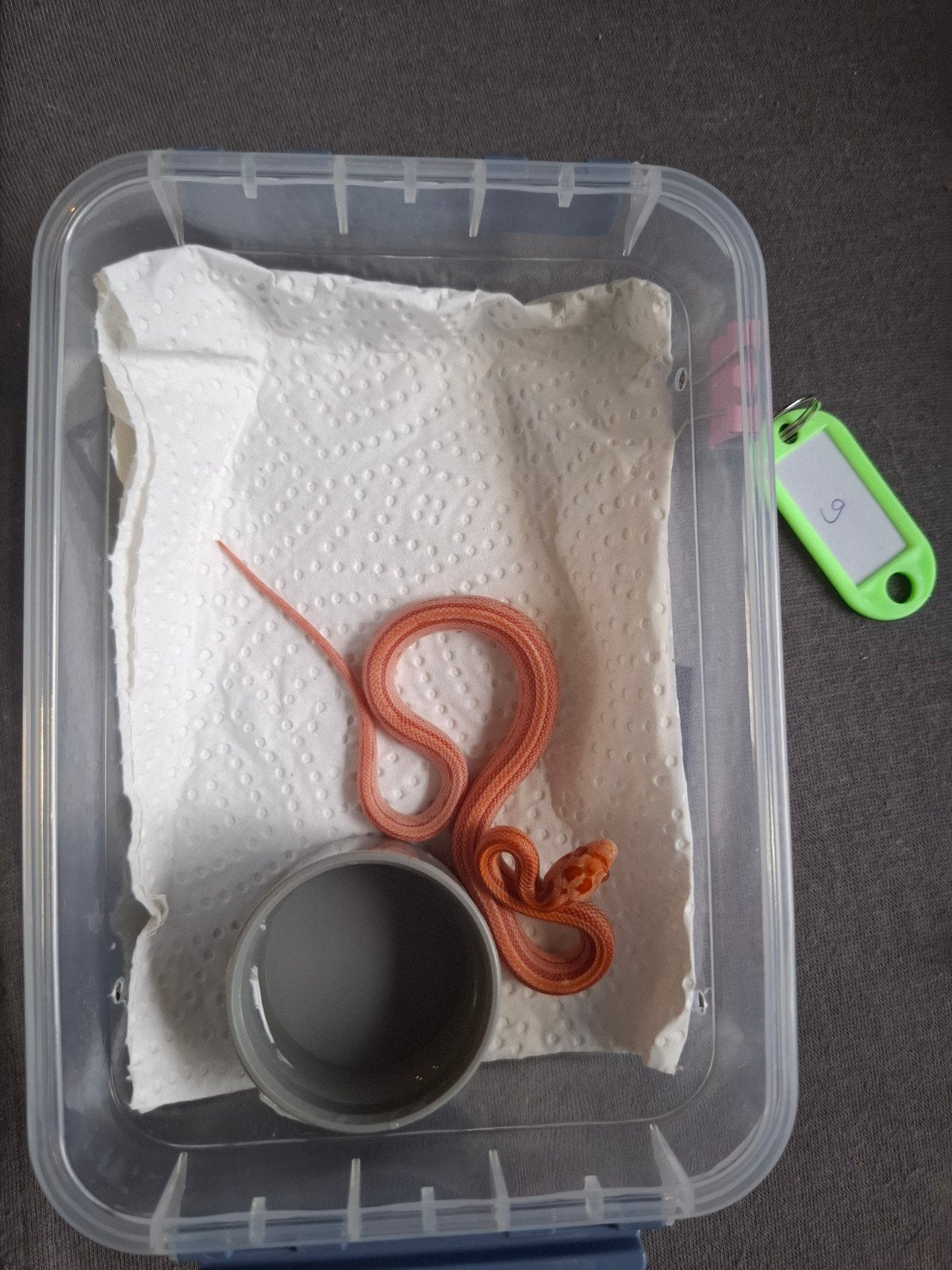 Rode rattenslangen zoeken nieuw thuis Corn Snake photo 9
