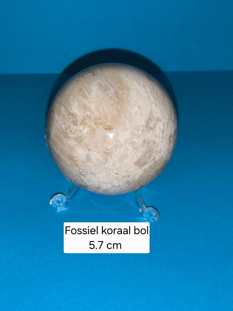 Fossiel koraal bol, Ophalen of Verzenden, Mineraal