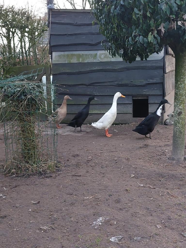 Broedeieren Indische loopeend te koop, Dieren en Toebehoren, Pluimvee, Geslacht onbekend, Eend