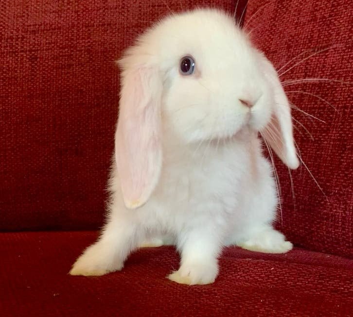 Prachtig wit hangoordwerg konijntje 🐇 (NHD), Mannelijk, Dwerg, Hangoor, 0 tot 2 jaar