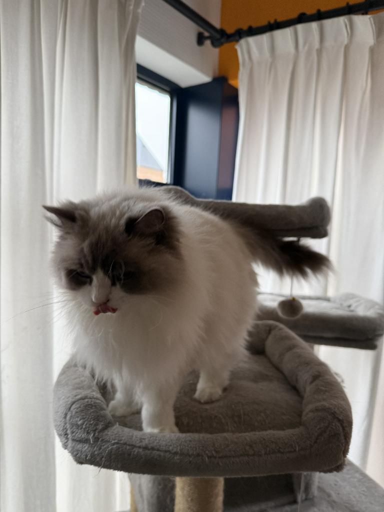 Ragdoll Nereli met stamboom., Poes, Met stamboom, 6 jaar of ouder