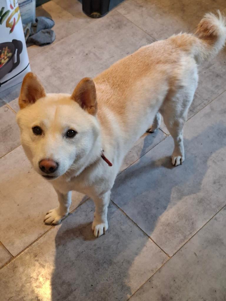 Te koop aangeboden Shiba inu dog, Dieren en Toebehoren, Particulier, Reu, 1 tot 2 jaar, Buitenland