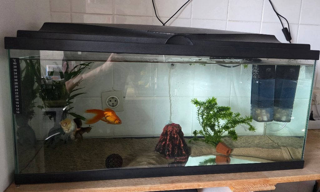 Vissen, Dieren en Toebehoren, Vissen | Aquaria en Toebehoren, Inclusief vissen, Overige merken, Ophalen of Verzenden, Zo goed als nieuw