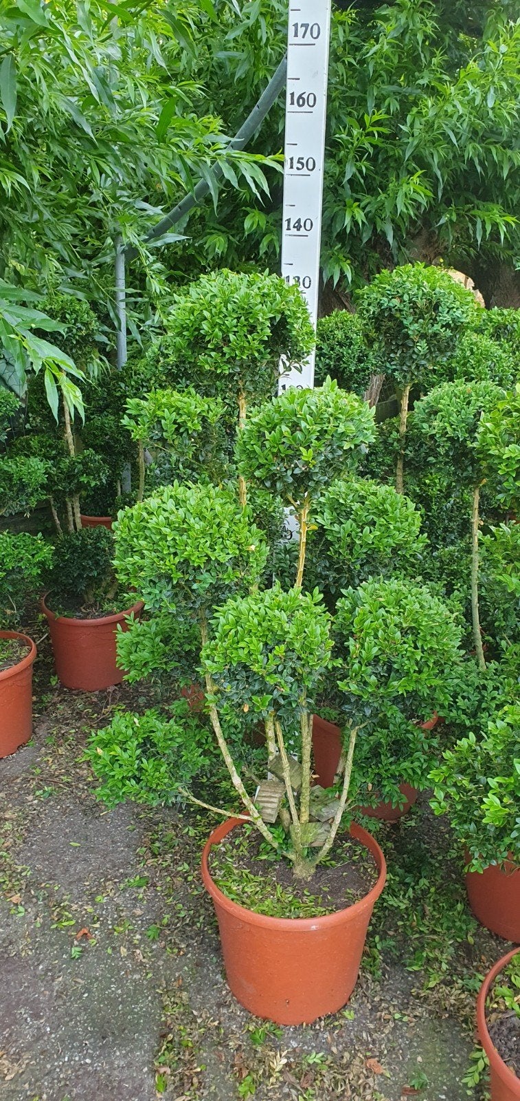 buxus bonsai, Ophalen, Buxus, Minder dan 100 cm