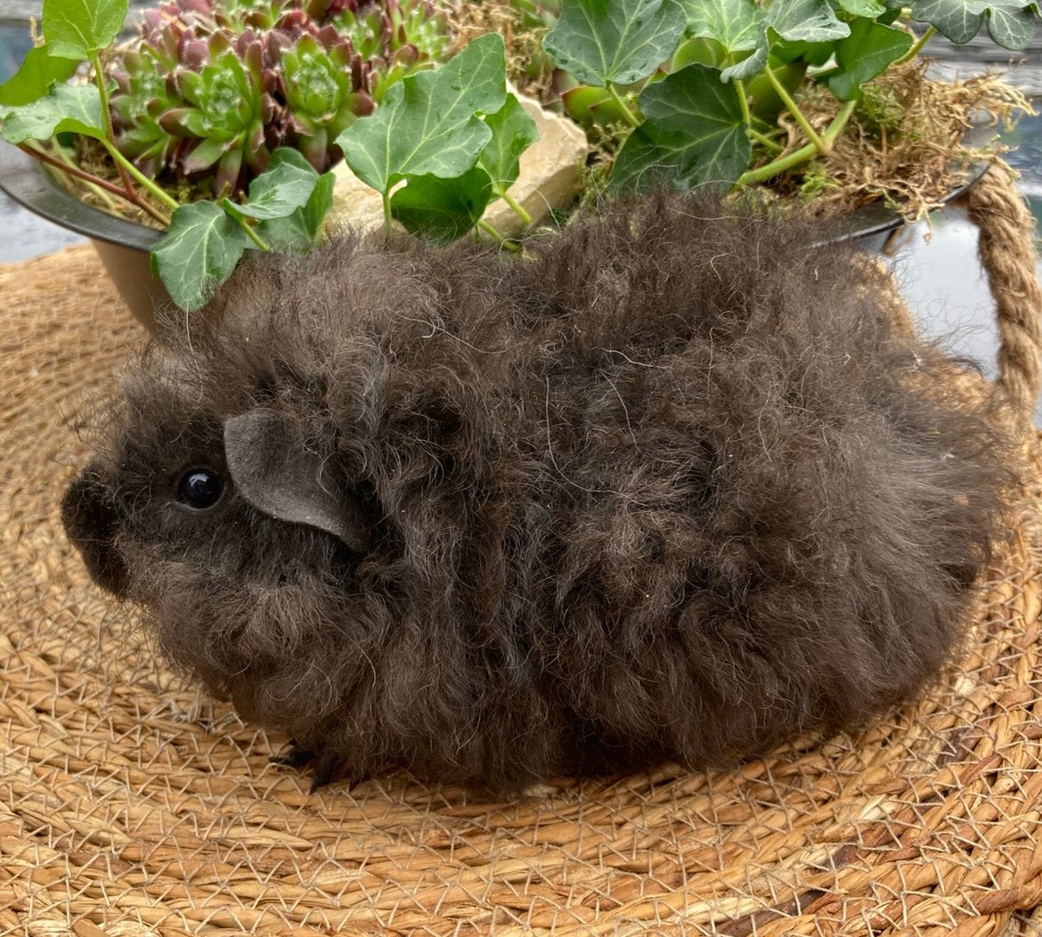 Jong Lunkarya cavia beertje, Cavia, Juni, Mannelijk, Tam