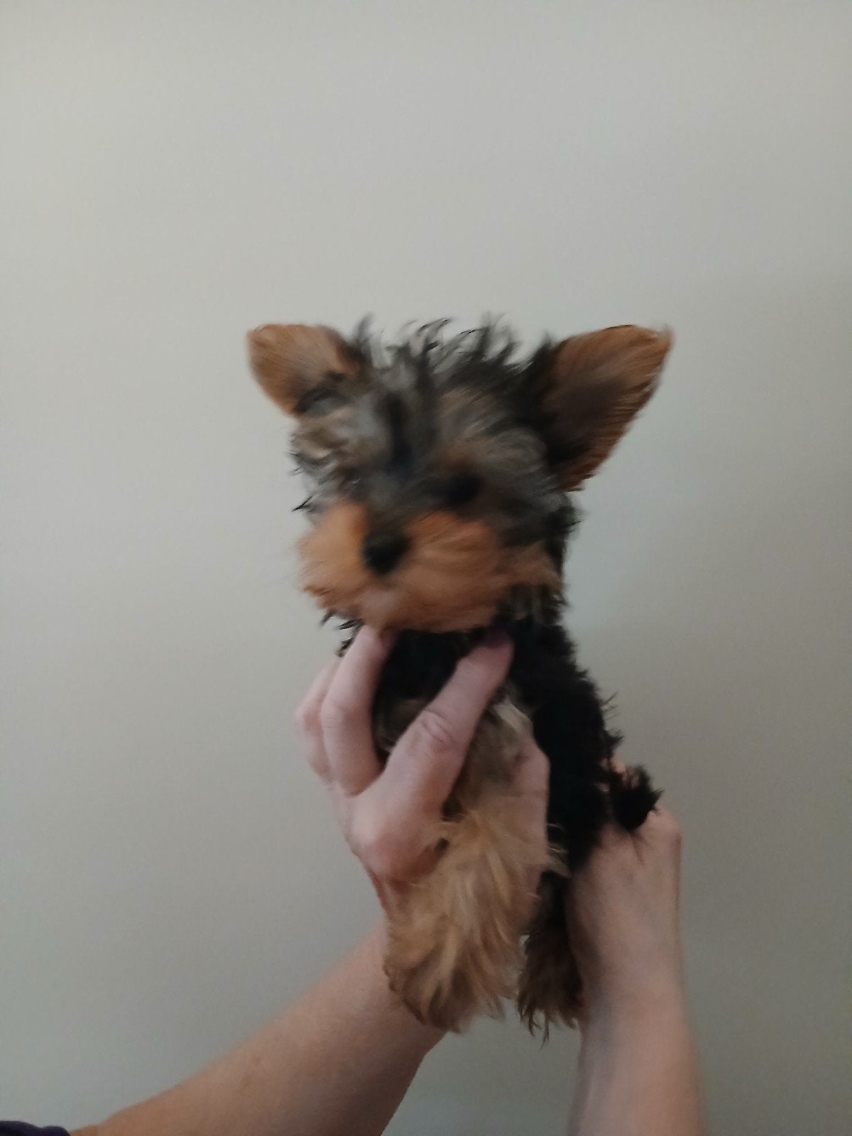 Yorkshire terrier pupjes, Yorkshire Terriër, Meerdere, Meerdere dieren, Nederland